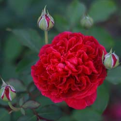 Rosier 'William Shakespeare 2000'